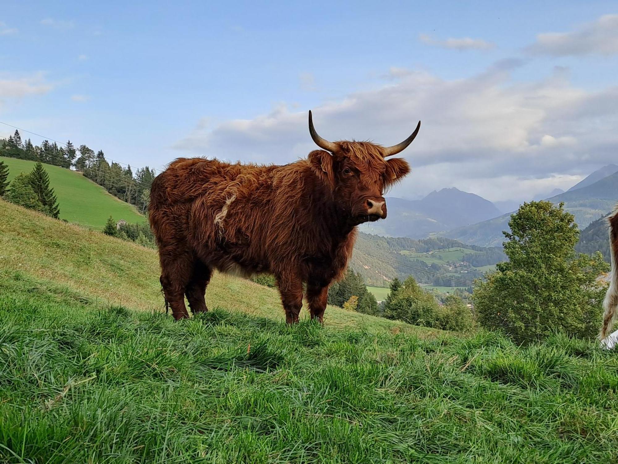 Ferienhaus Lechnerhof Schladming Esterno foto