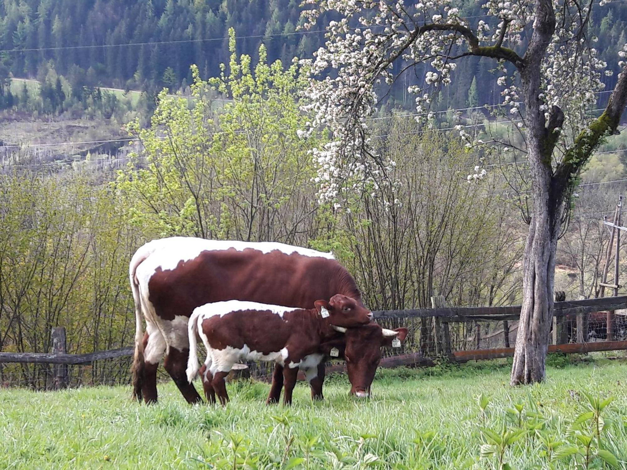Ferienhaus Lechnerhof Schladming Esterno foto